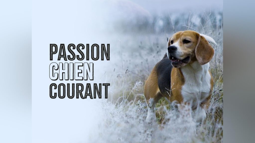 chien courant